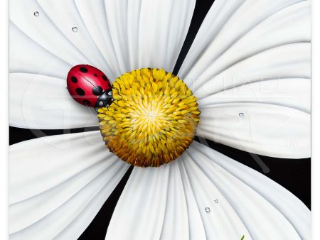 White Flower Ladybug  Online Sale